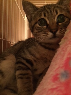 新春 新しい飼い主さんを探す会＆相談会inときわ屋
