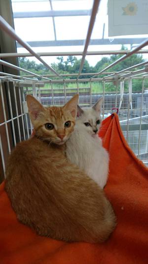 新しい飼い主さんを探す会＆相談会ｉｎココロイロ
