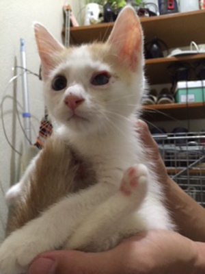 新しい飼い主さんを探す会＆相談会ｉｎココロイロ