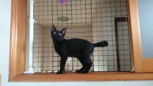 新しい飼い主さんを探す会inココロイロ