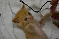 チャコとルルの緊急飼い主さんを探す会
