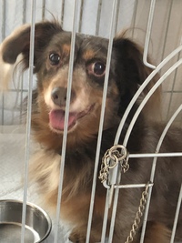 チワダックスの飼い主さんを募集中