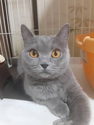 新しい飼い主さんを探す会inひまわり
