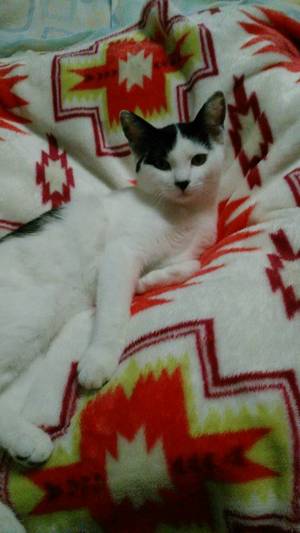 新しい飼い主さんを探す会inココロイロ