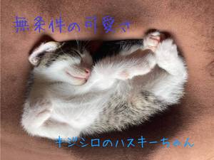 新しい飼い主さんを探す会inひまわり