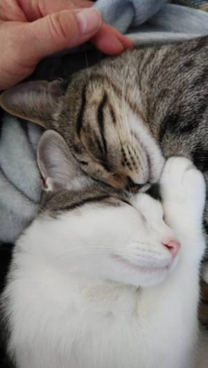 新しい飼い主さんを探す会inココロイロ