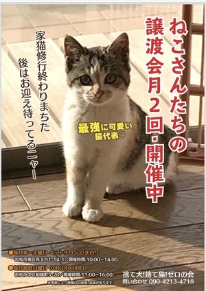 新しい飼い主さんを探す会inひまわり L 捨て犬 捨て猫 ゼロの会