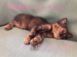 新しい飼い主さんを探す会inひまわり