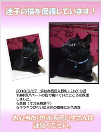 迷い猫 お心あたりありませんか？