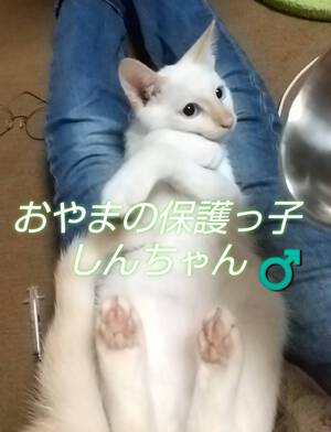 新しい飼い主さんを探す会inひまわり