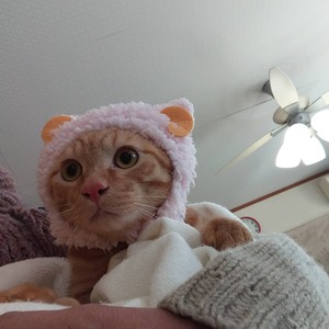 新しい飼い主さんを探す会inココロイロ