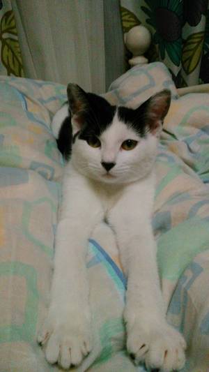 新しい飼い主さんを探す会inココロイロ