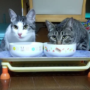 新しい飼い主さんを探す会inココロイロ