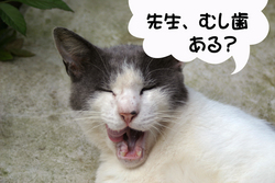 猫まんが大賞〜発表！