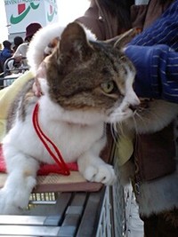 猫さんもフリーマーケットに参加
