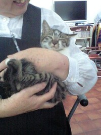 新しい飼い主さんを探す会＆困っていませんか？相談会
