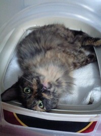 飼い主さんが見つかりました