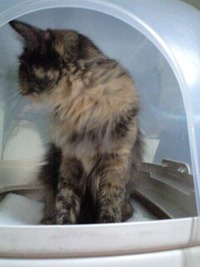 飼い主さんが見つかりました