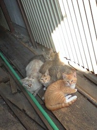 散策ついでに猫探し