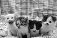 まちの中にいる猫を考えよう！！
